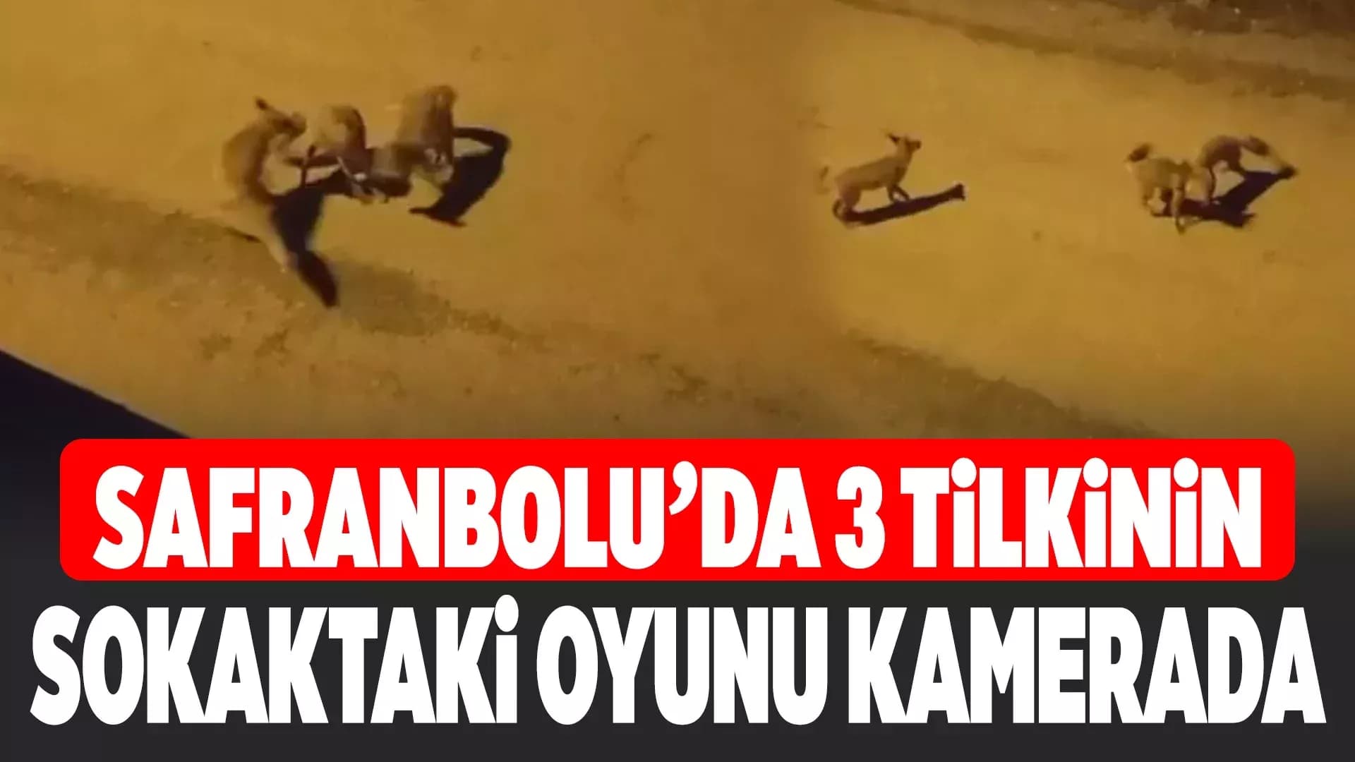 Safranbolu'da tilkilerin sokaktaki oyunları kameralara yansıdı