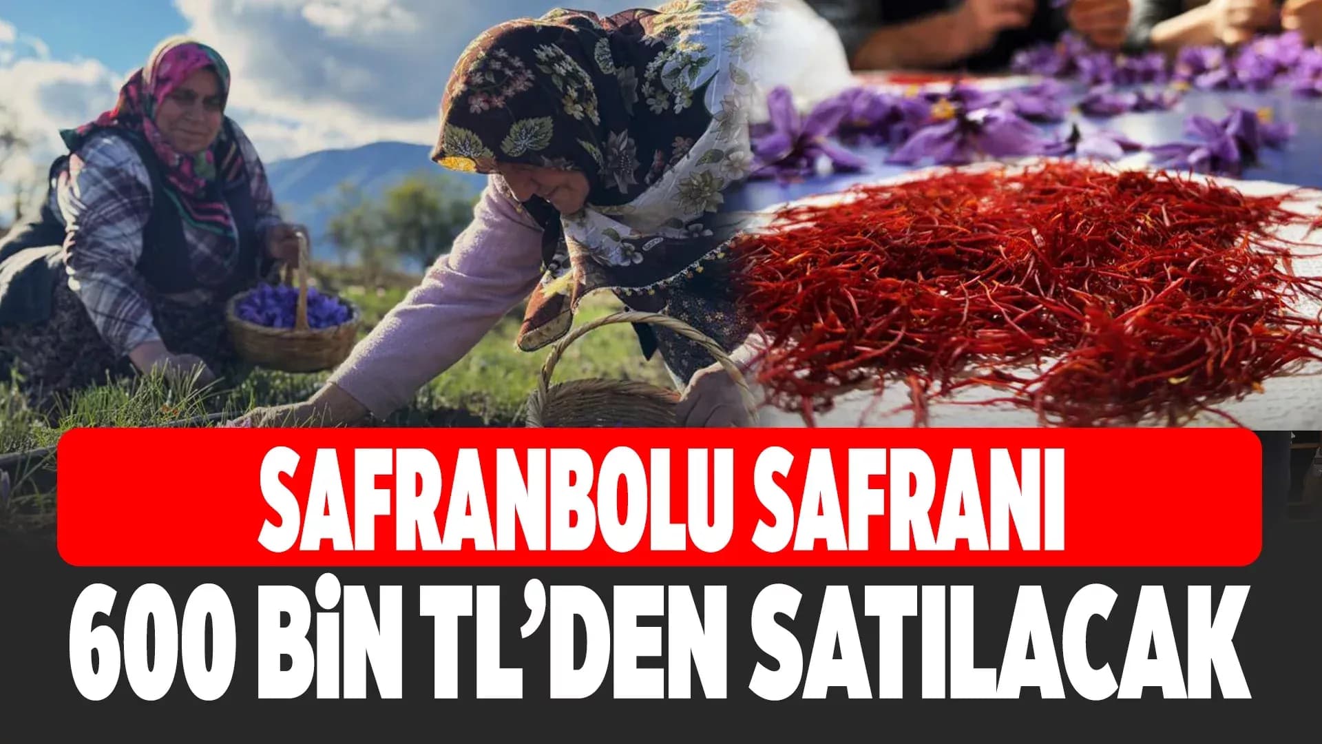 AB Tescilli Safranın Hasadı Sürüyor