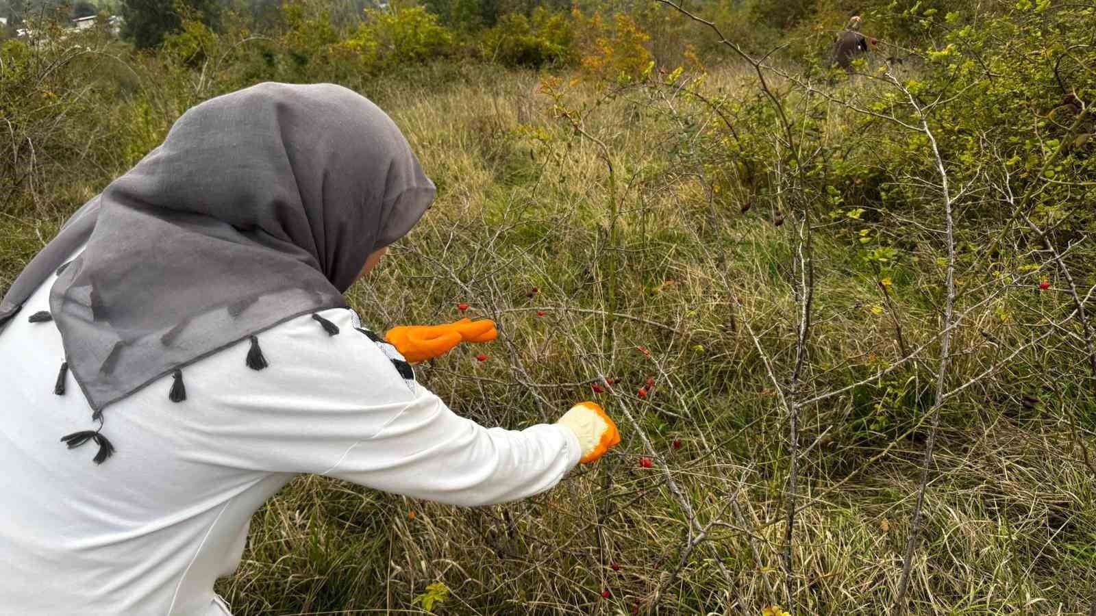 Alaplı’da kuşburnu hasadı başladı