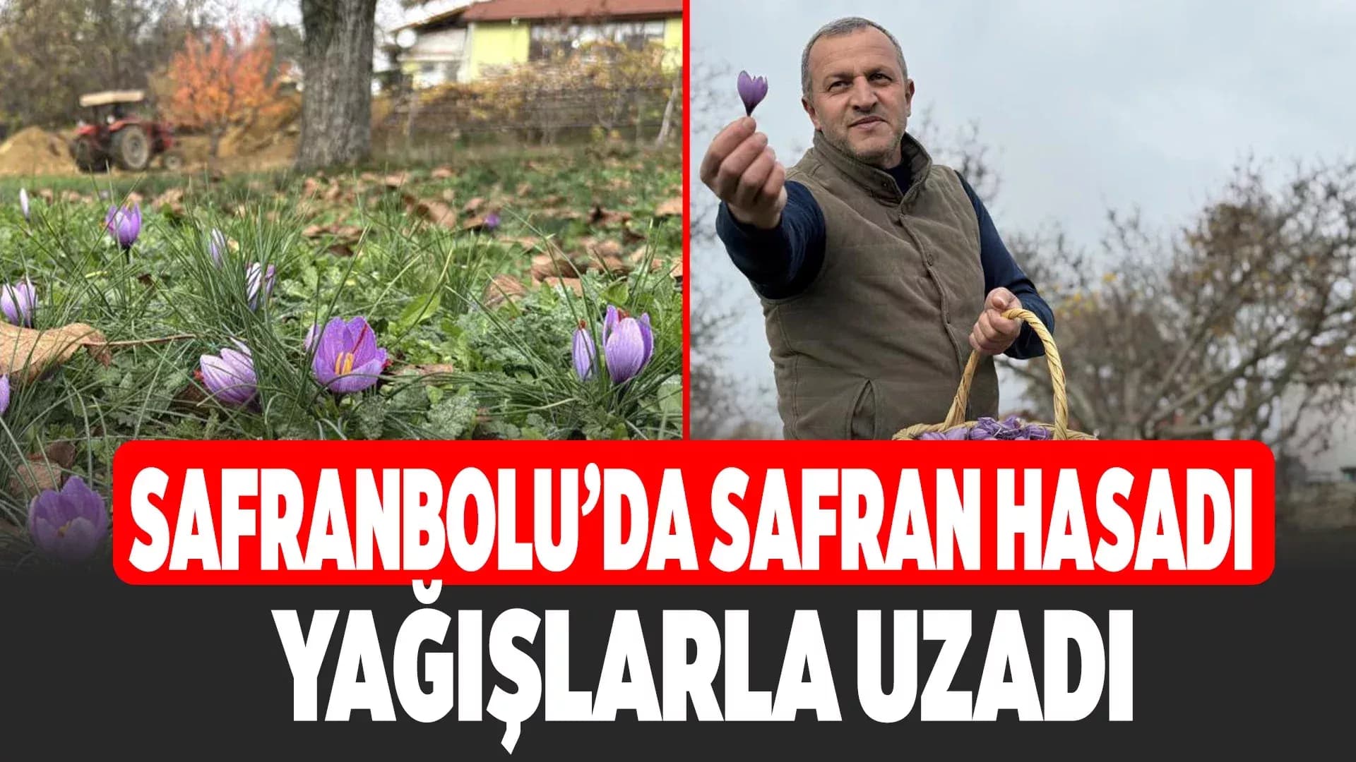 Soğuk ve yağışlı hava ‘dünyanın en pahalı baharatı'nda hasat süresini uzattı