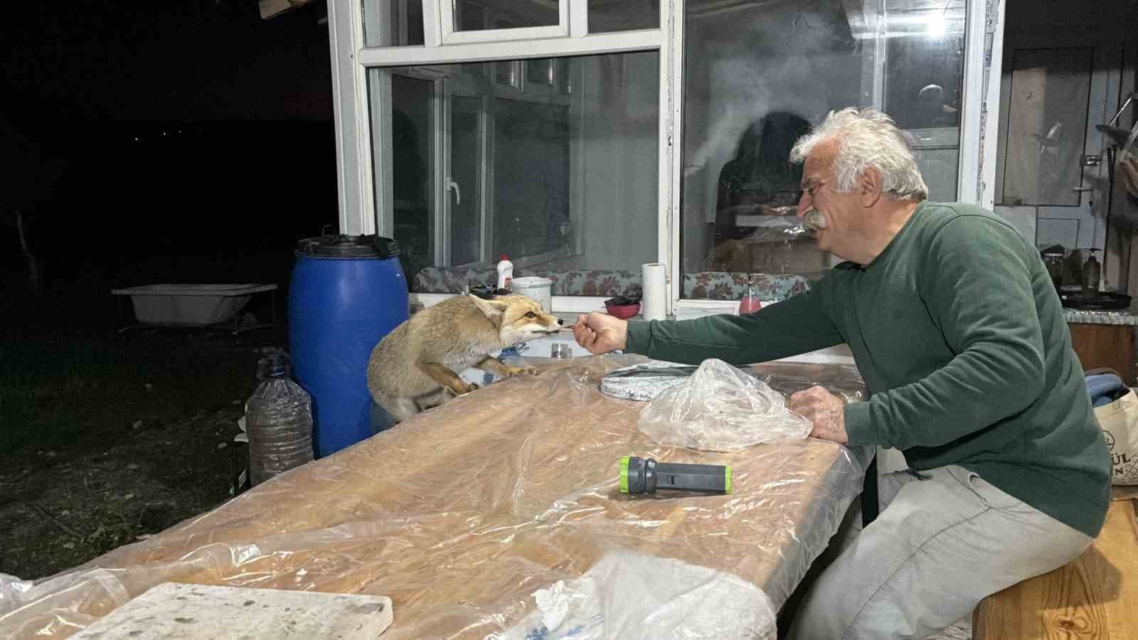Tilki ailesi her akşam yemek için bağ evine geliyor