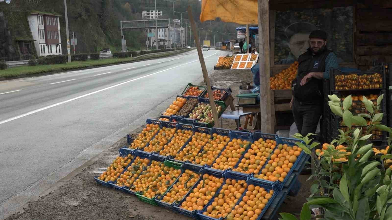 Derepazarı mandalinasında hasat başladı