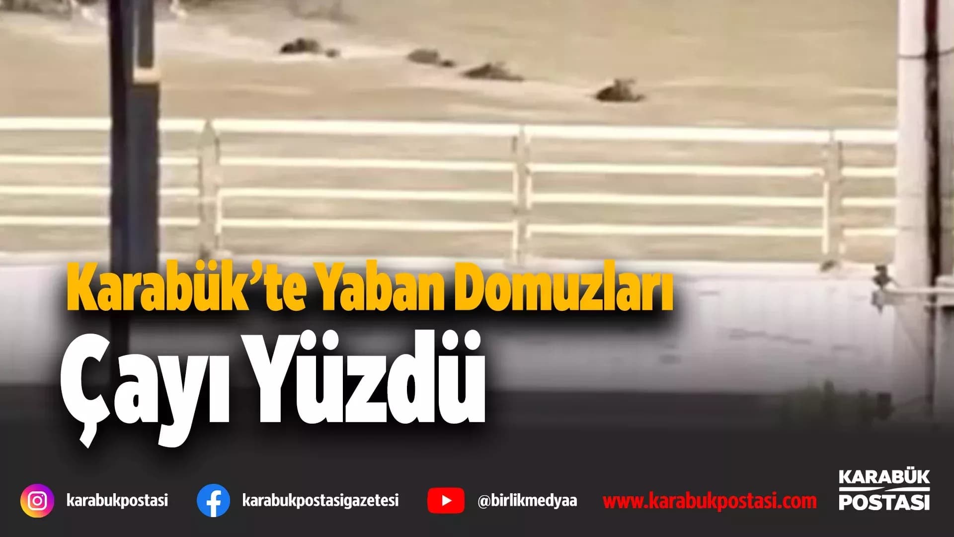 Yaban Domuzları Filyos Çayını geçerken görüntülendi
