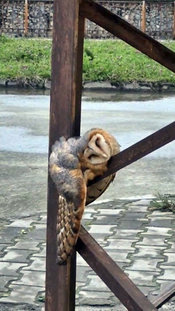 Sevimli Baykuş sokak direğinde uyuya kaldı