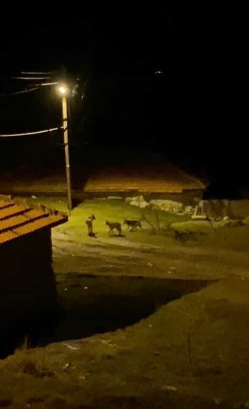 Köye inen kurt sürüsü kamerada