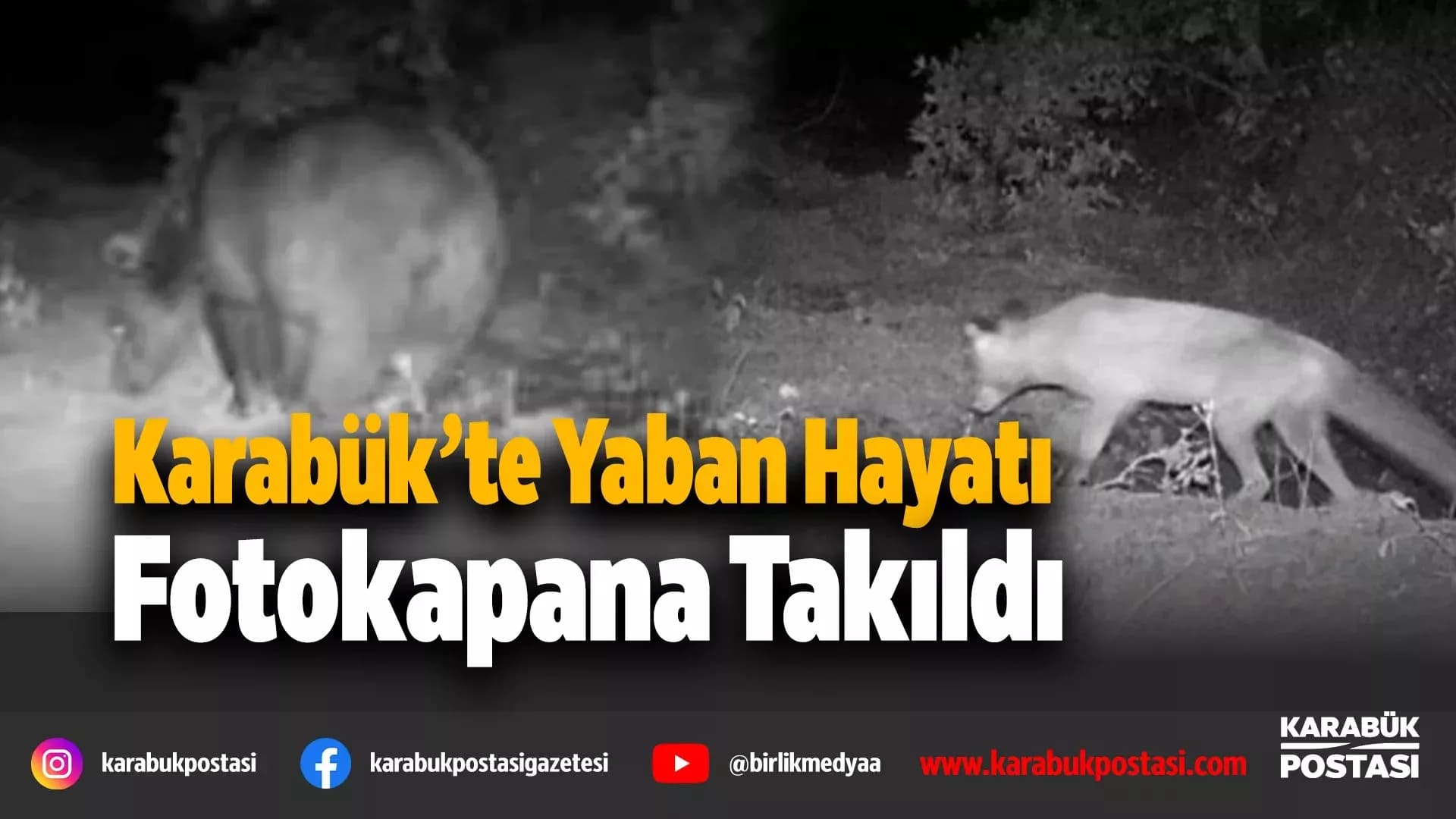 Karabük'te fotokapan yaban hayatını gözler önüne serdi