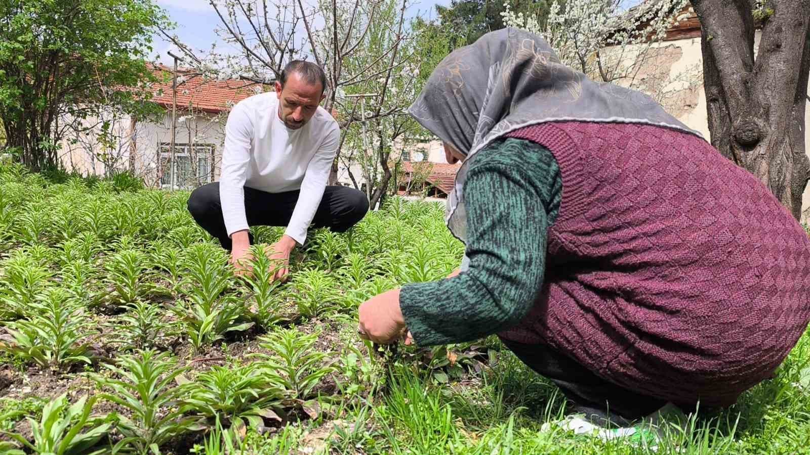 Babasından miras kalan akzambaklara gözü gibi bakıyor