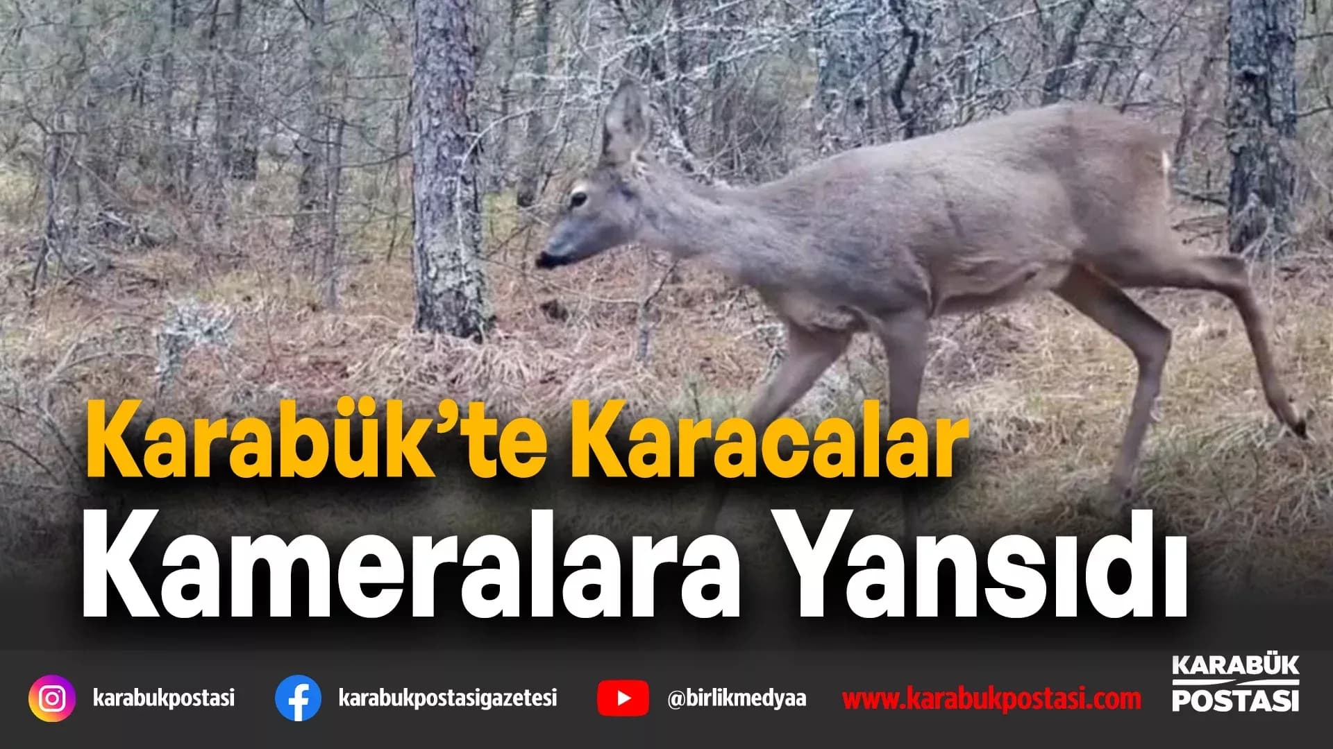 Karabük ormanlarının zarif sakinleri böyle görüntülendi
