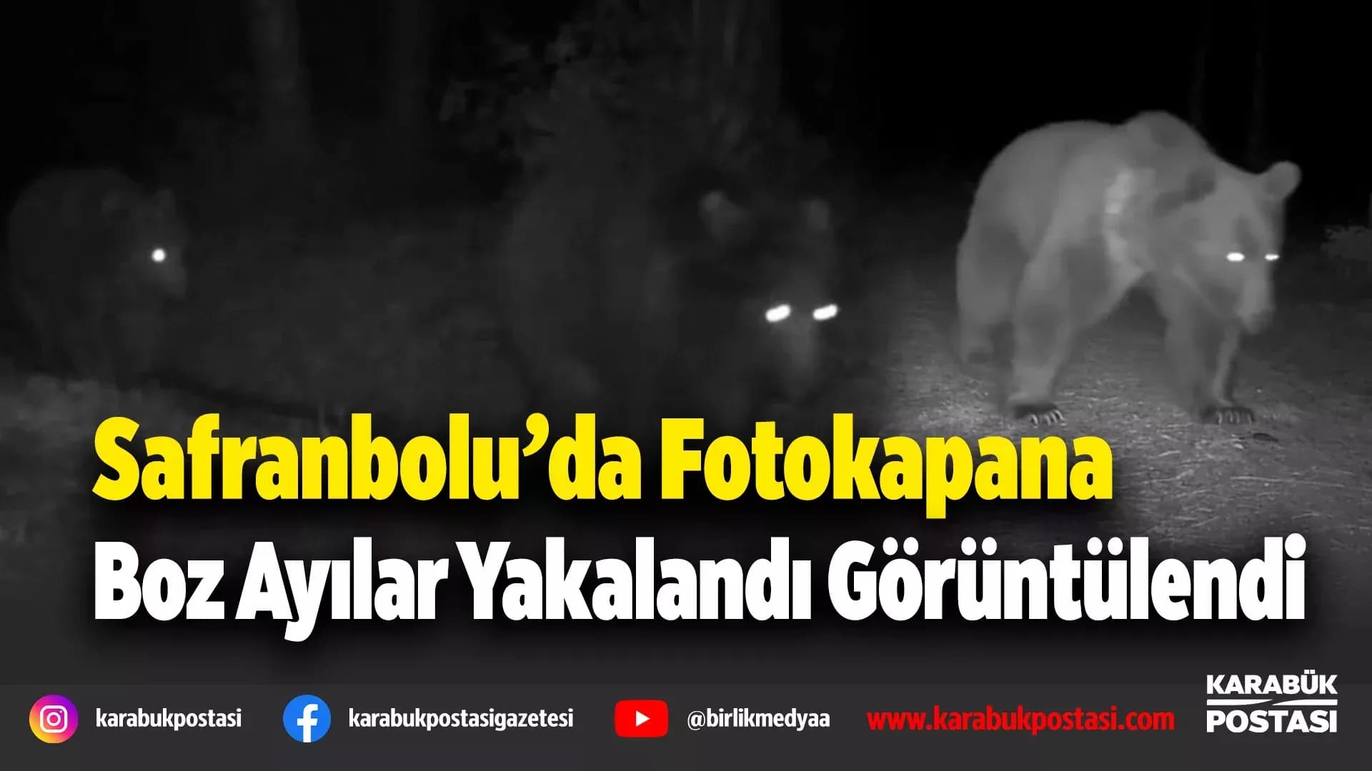 Safranbolu'da Boz Ayılar fotokapanla görüntülendi