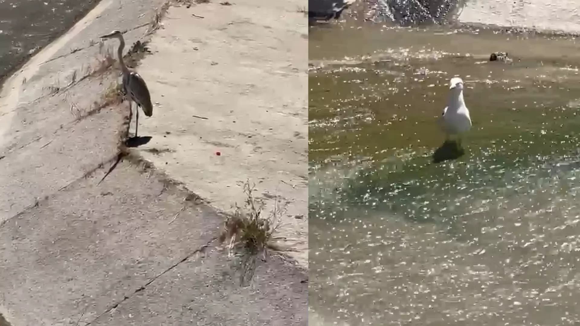 Yenice'de gri balıkçıl ile martı aynı karede av bekledi