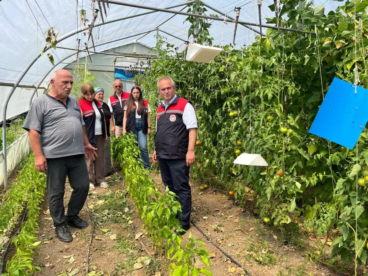 Yenice'de sebze üreticilerine tarla ve sera ziyaret