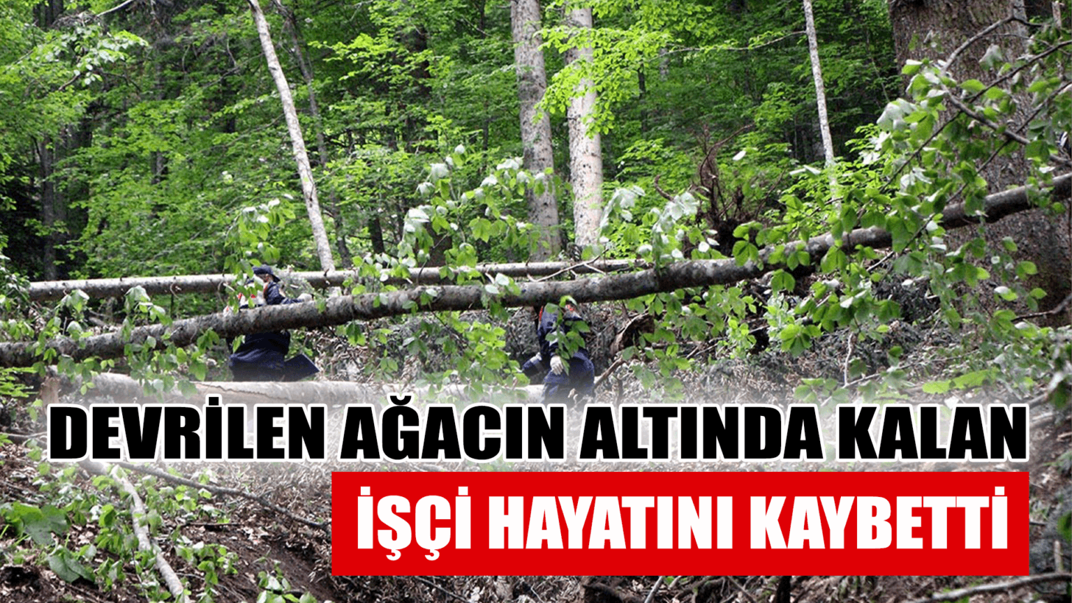 Devrilen ağacın altında kalan işçi öldü
