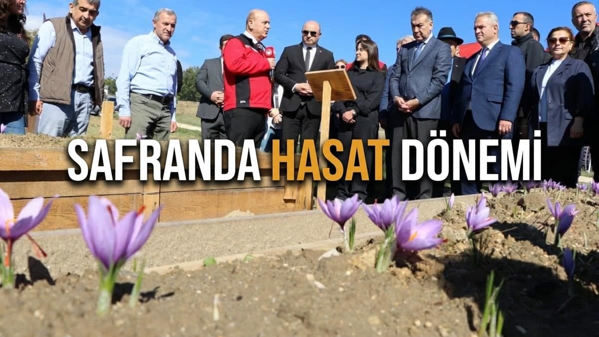 Safranda hasat dönemi
