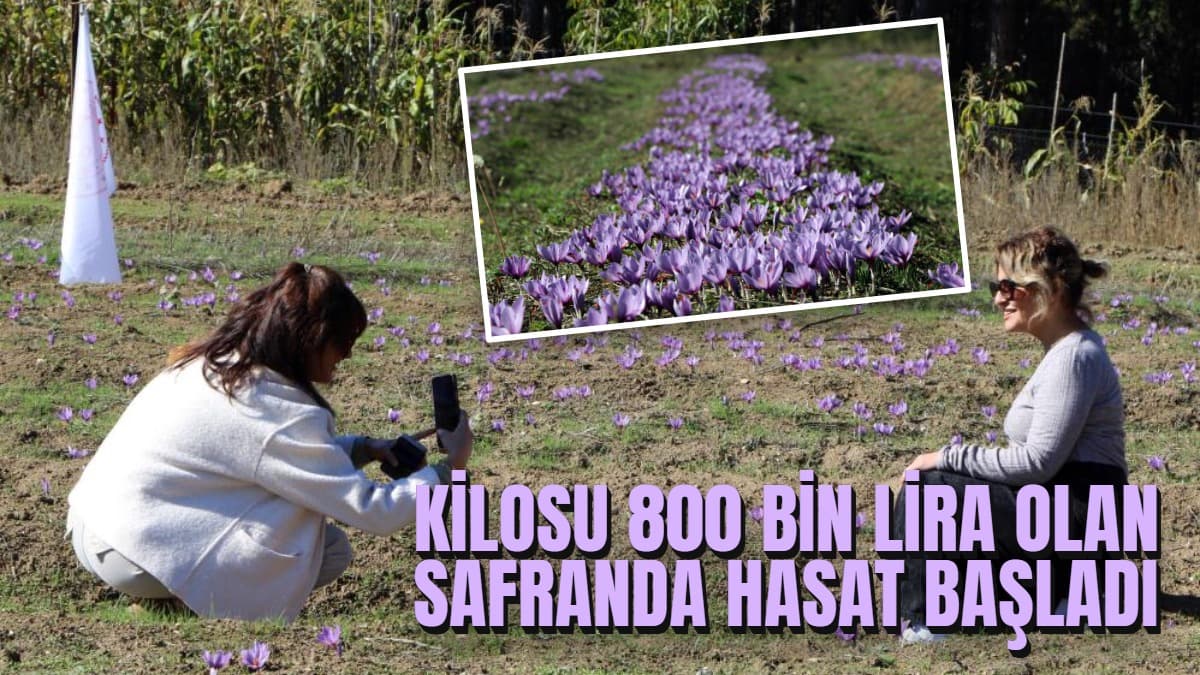 Kilosu 800 bin lira olan safranda hasat başladı