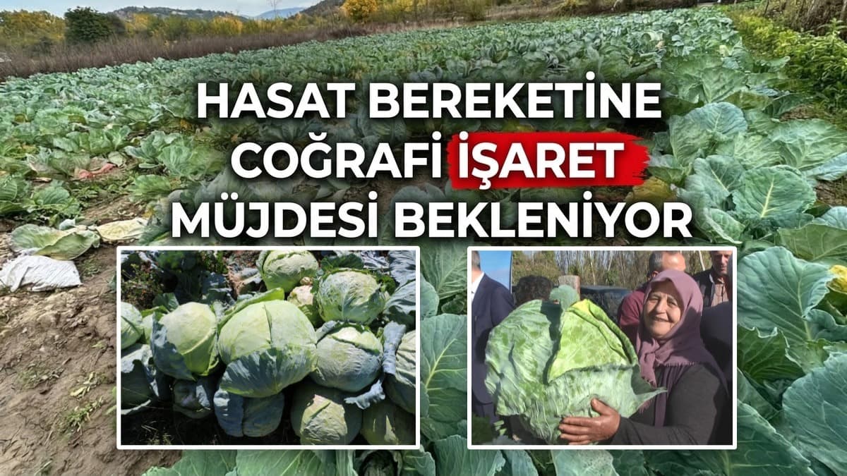 ESKİPAZAR KELEMİ COĞRAFİ İŞARET BEKLİYOR!