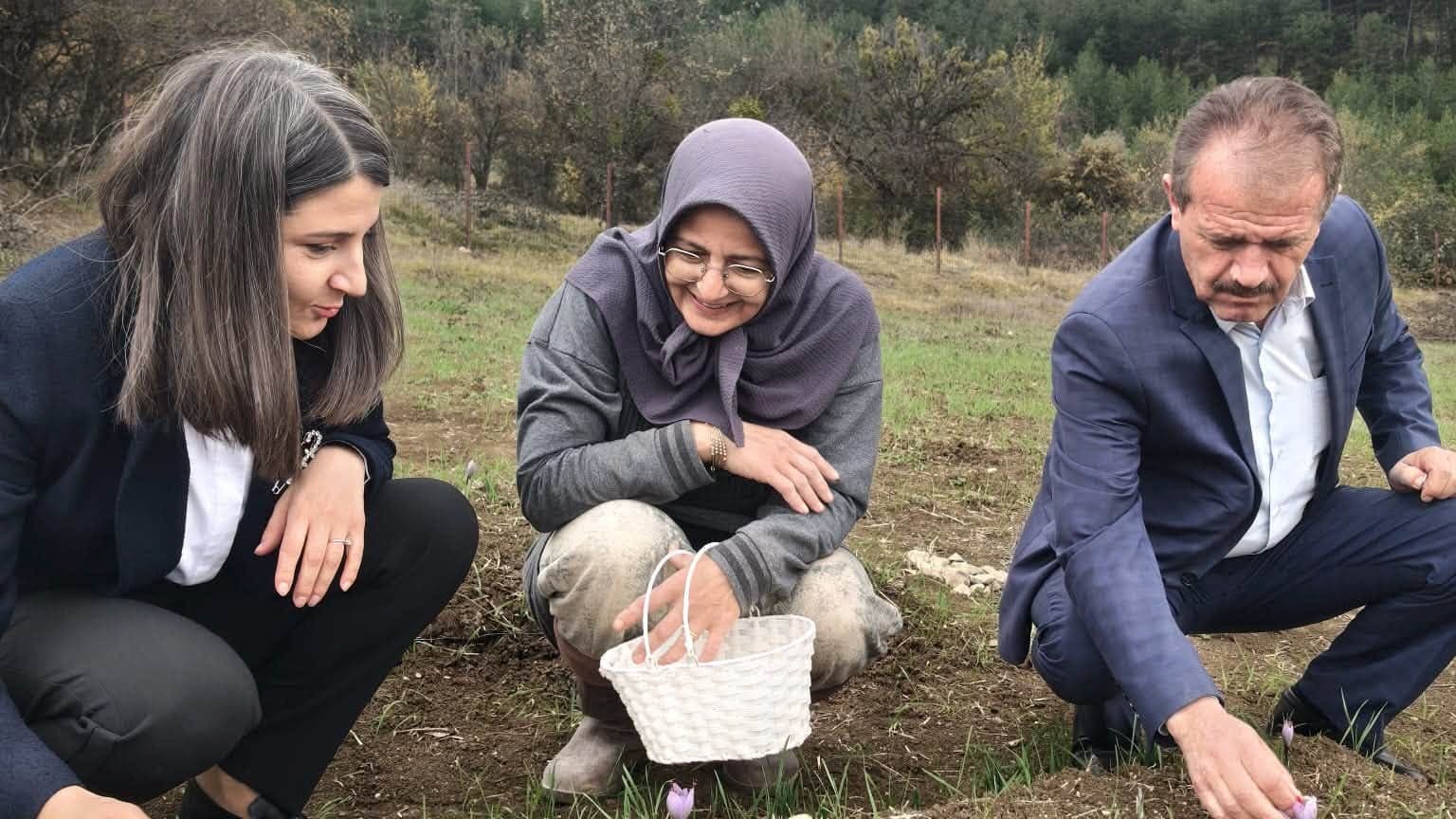 Ovacık’ta ilk kez safran yetiştirildi, hasat başladı