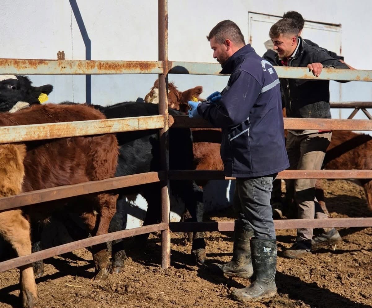 Demirözü’nde şap aşılama çalışmaları devam ediyor
