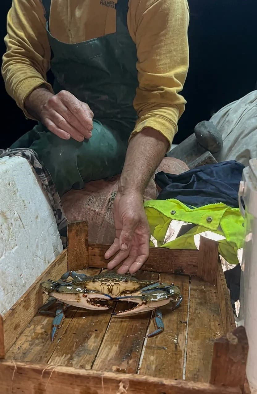 Sinoplu balıkçıya denizden mavi sürpriz