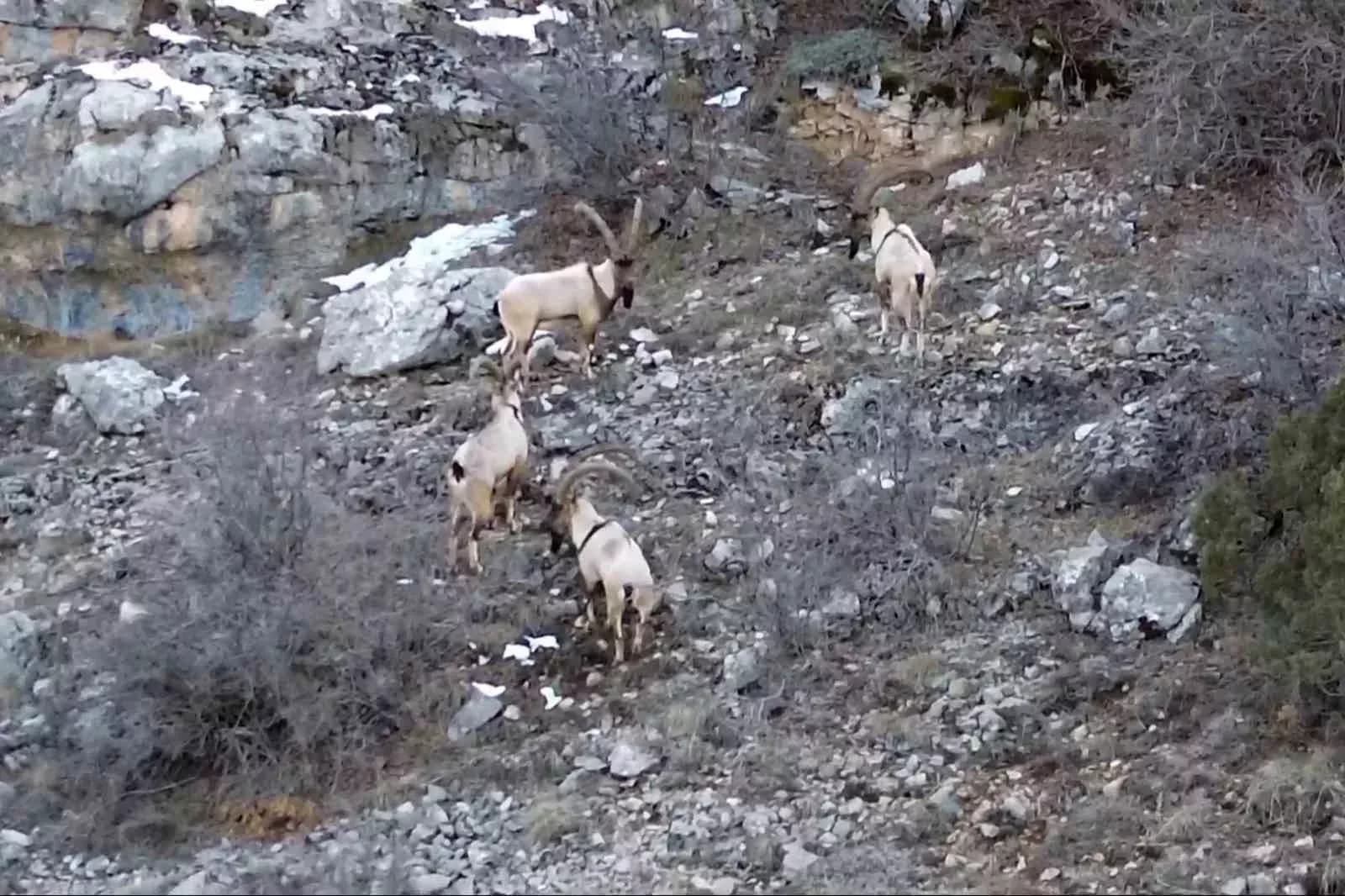 Gümüşhane’de yaban keçileri ve ayılar dronla görüntülendi