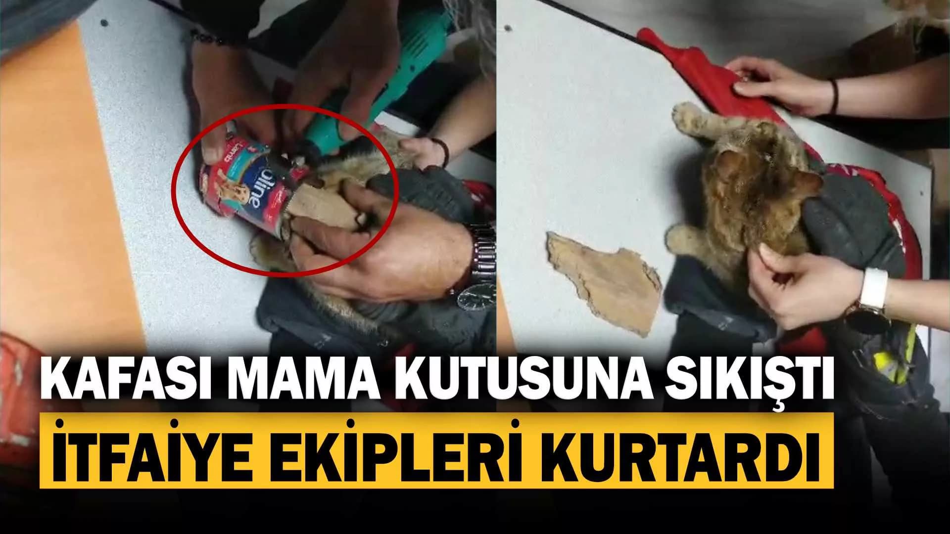Kafasını mama kutusuna sıkıştıran kedinin yardımına itfaiye ekipleri yetişti