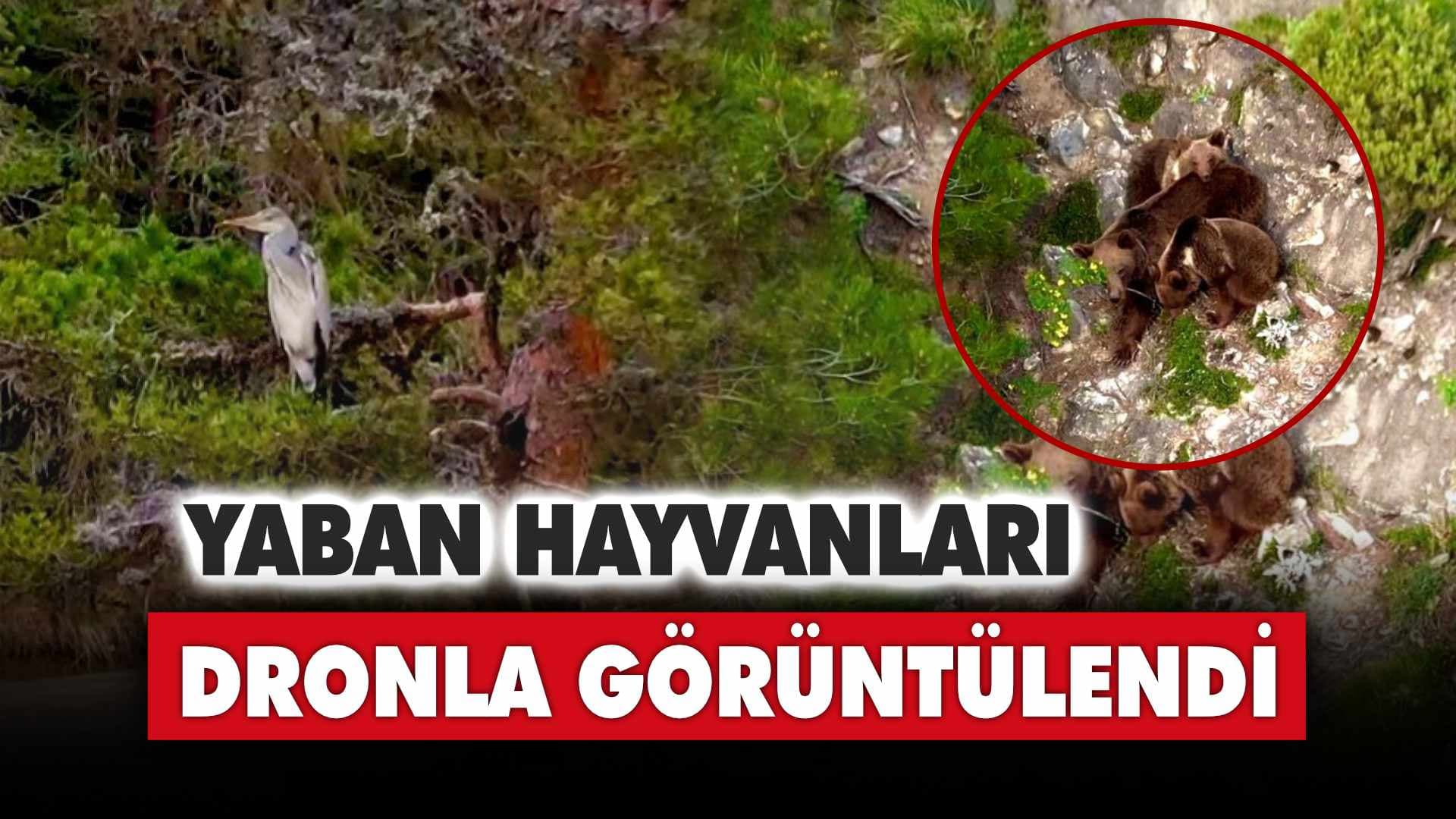 Karabük'te yaban hayvanları dronla görüntülendi