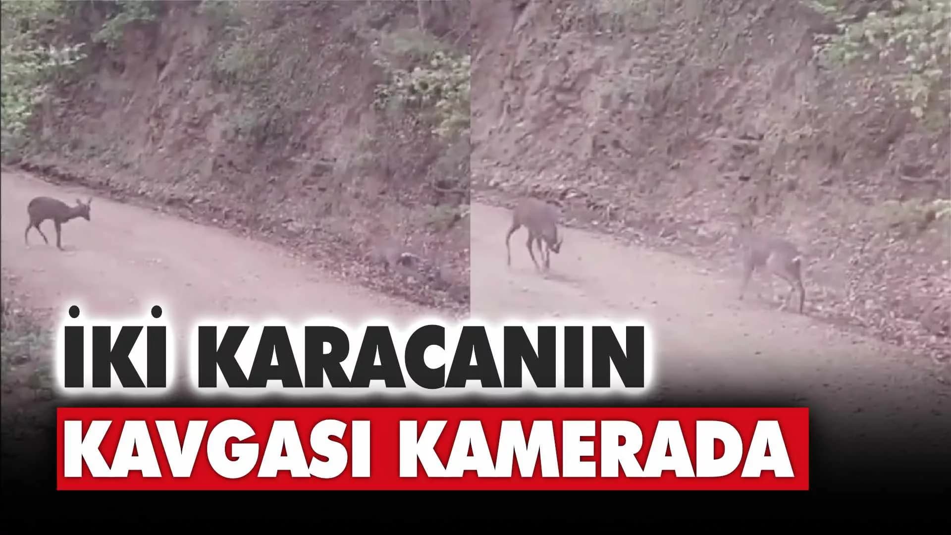 Yenice'de iki karacanın kavgası kameraya yansıdı