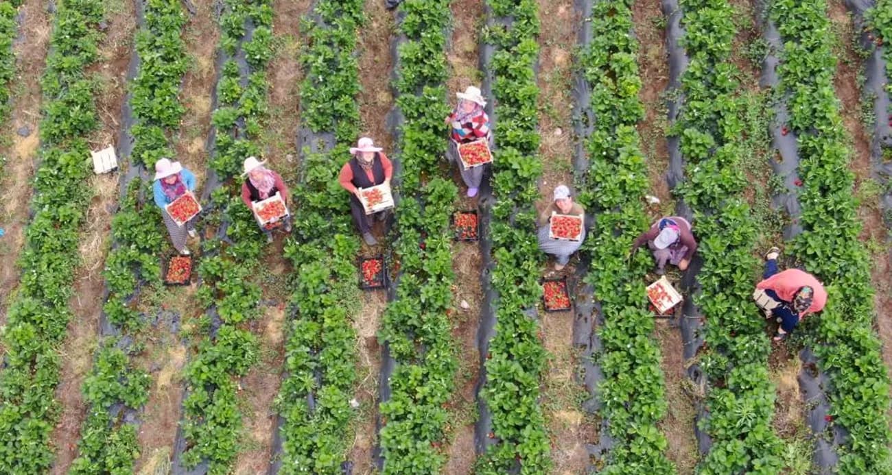 Enkaz kentte yüz güldüren çilek hasadı: Tarladan 70 TL’den alıcı buluyor