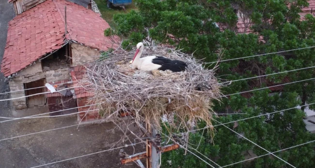 Dronu gören leylek yumurtalarını saklamaya çalıştı