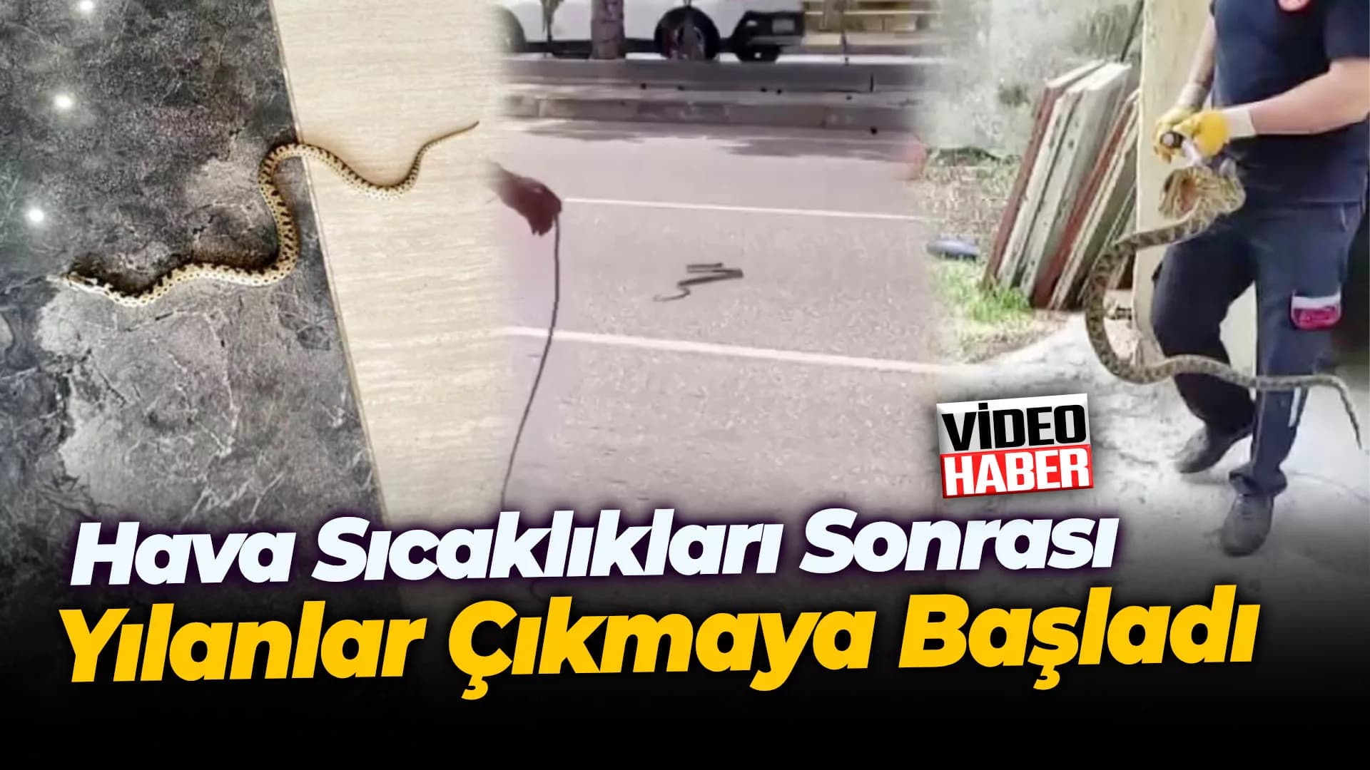 Karabük’te hava sıcaklıkları sonrası yılanlar çıkmaya başladı