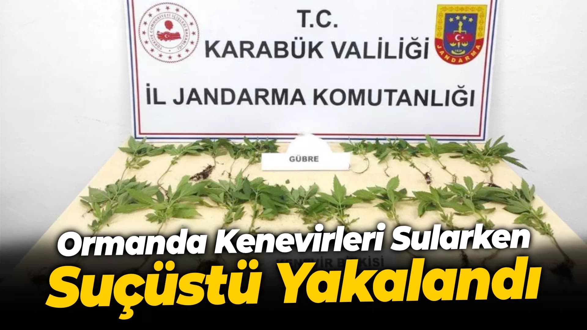 Ormana Ektikleri Keneviri Sularken Yakalandılar
