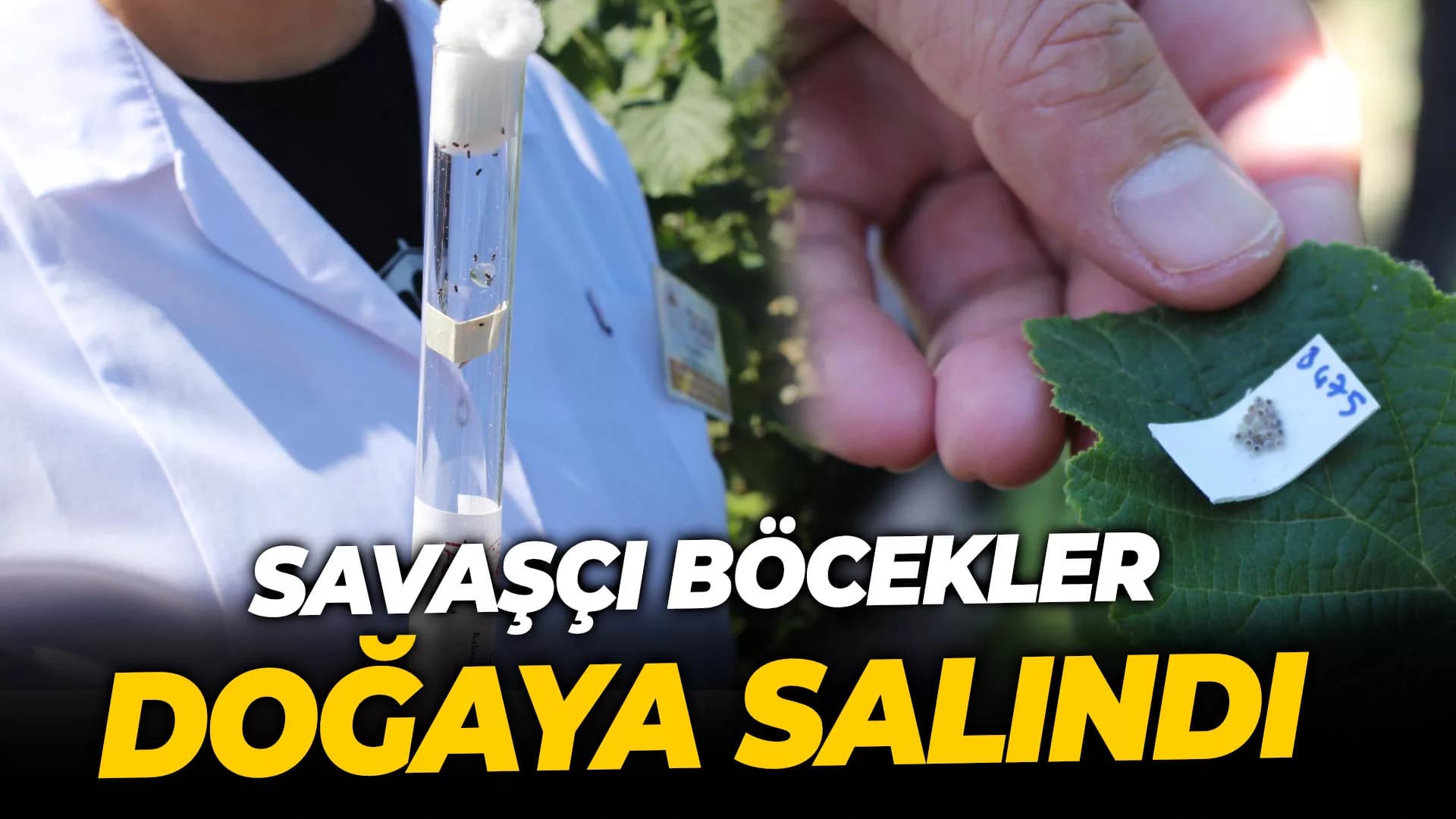 Karabük'te Savaşçı Böcekler Doğaya Salındı