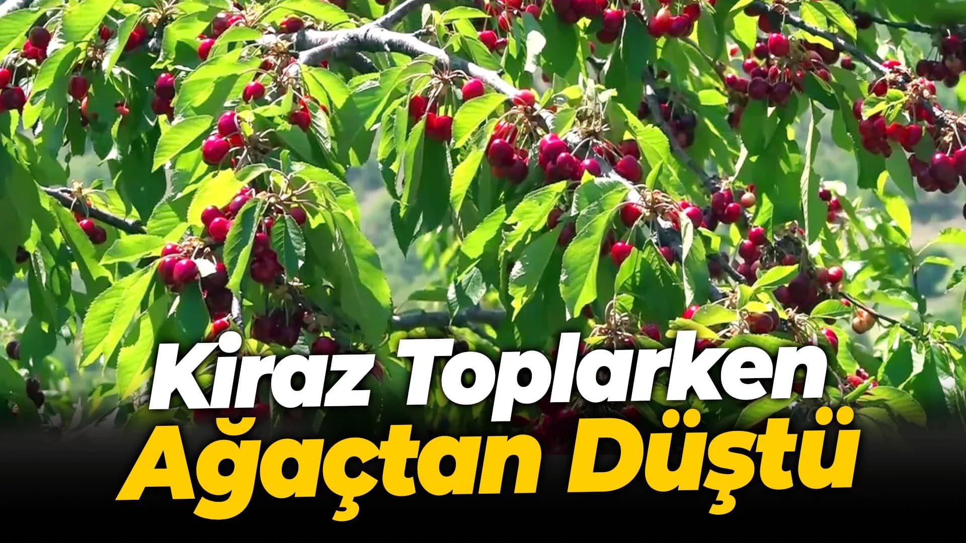 Karabük'te Kiraz Toplarken Ağaçtan Düşen Yaşlı Adam Yaralandı