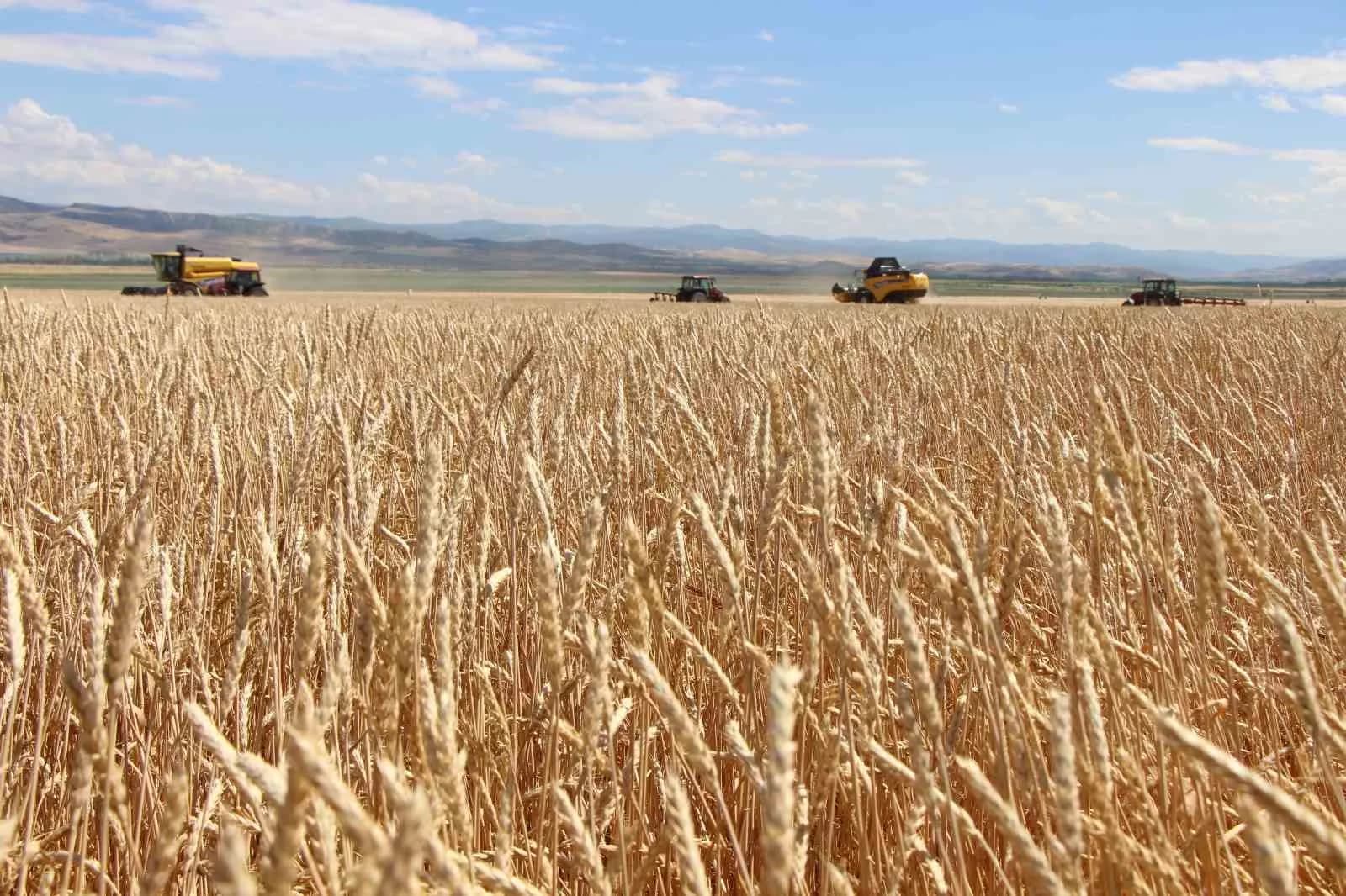 Gökhöyük’te tohumluk buğday hasadı başladı: 4 bin 500 ton üretim bekleniyor