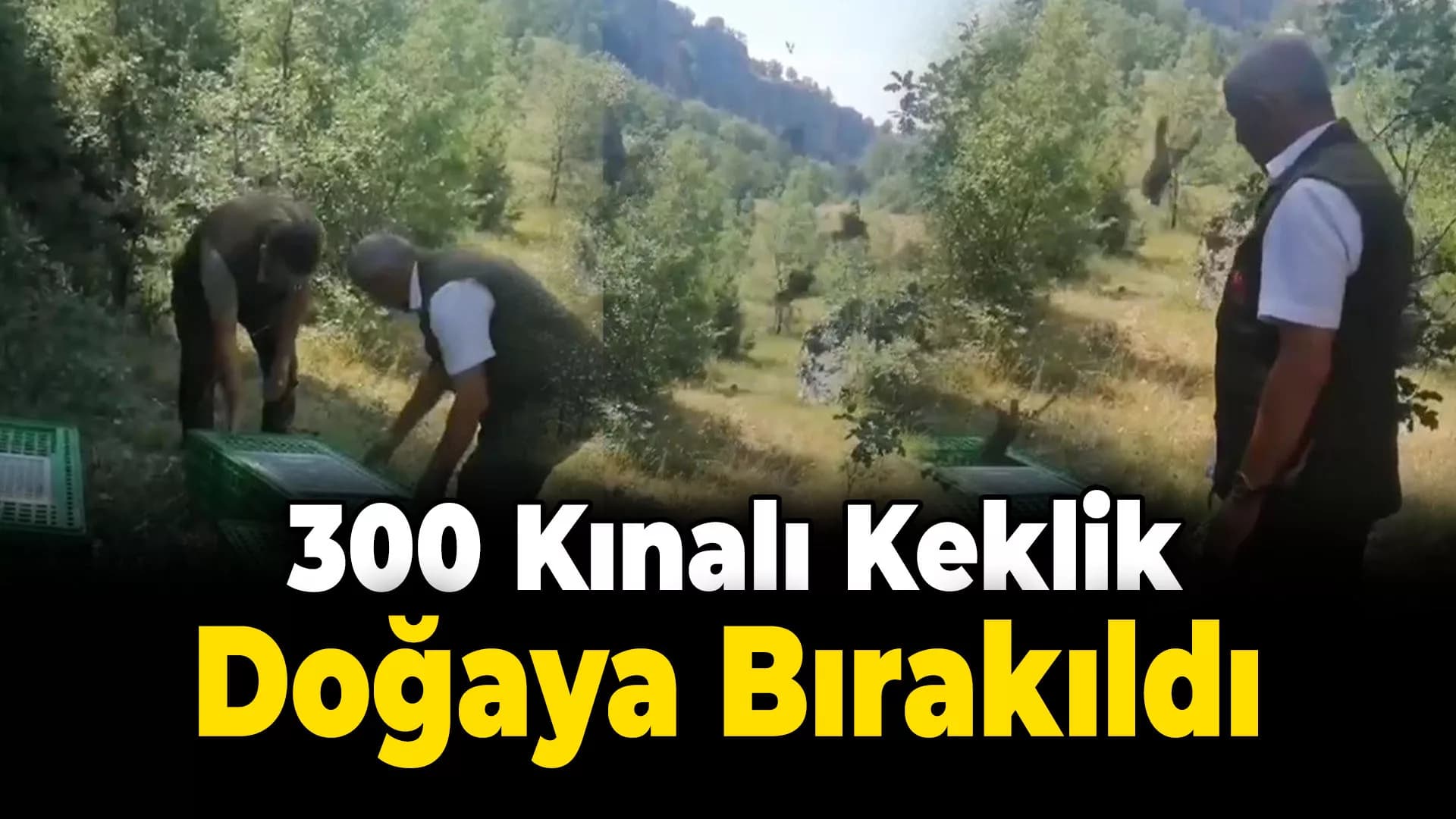 Karabük'te 300 kınalı keklik doğaya bırakıldı