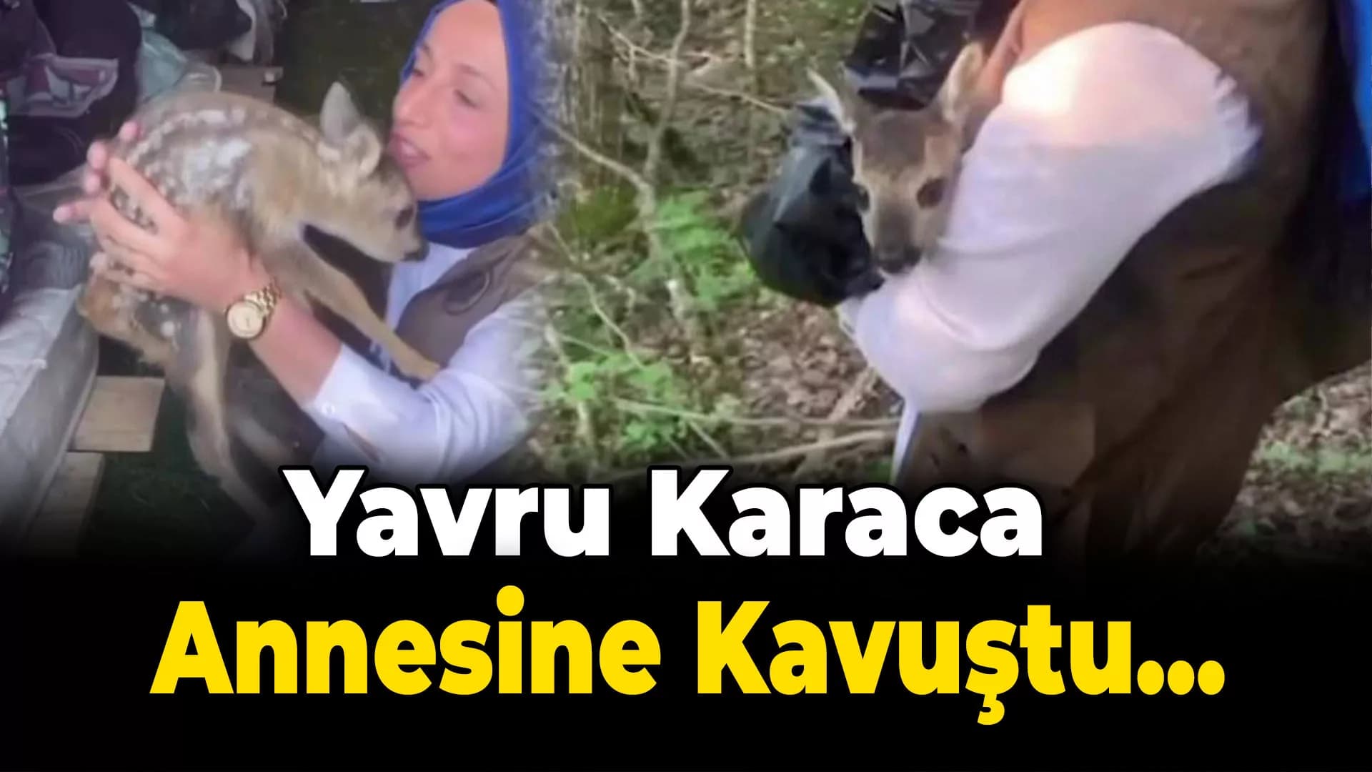 Yolunu kaybeden yavru karaca doğaya bırakılarak annesine kavuştu
