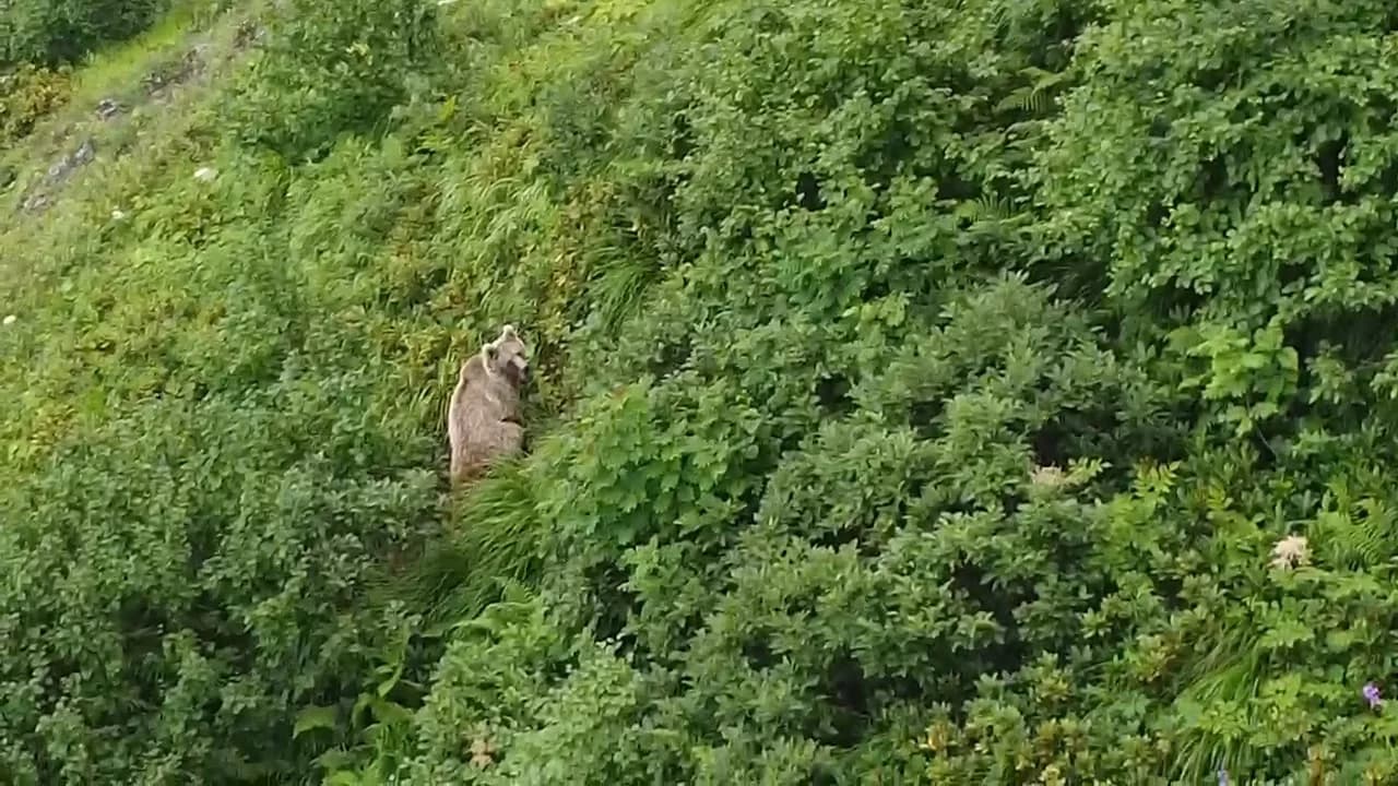 Rize’de yaylada koşturan boz ayı dron ile görüntülendi