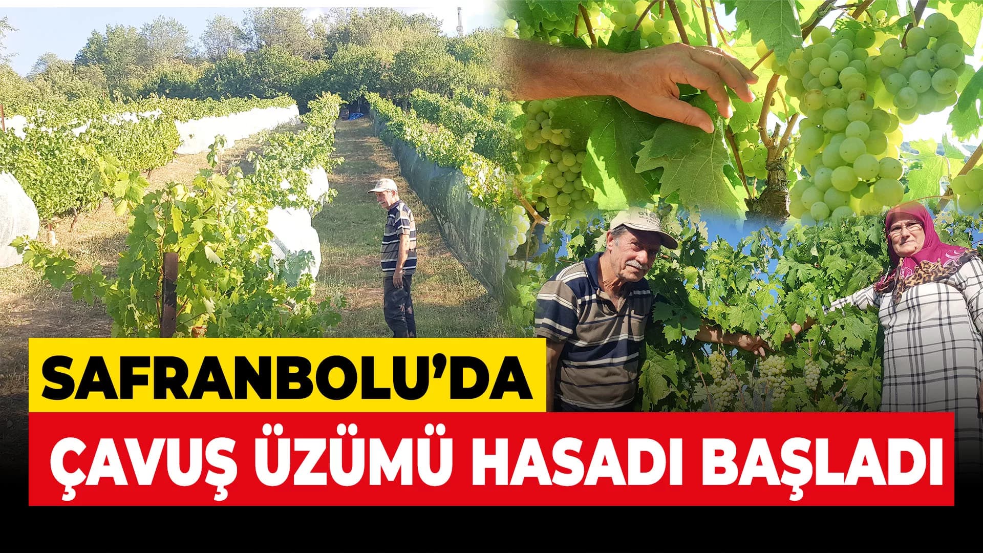 Coğrafi işaretli Çavuş Üzümü'nde hasat dönemi erken başladı