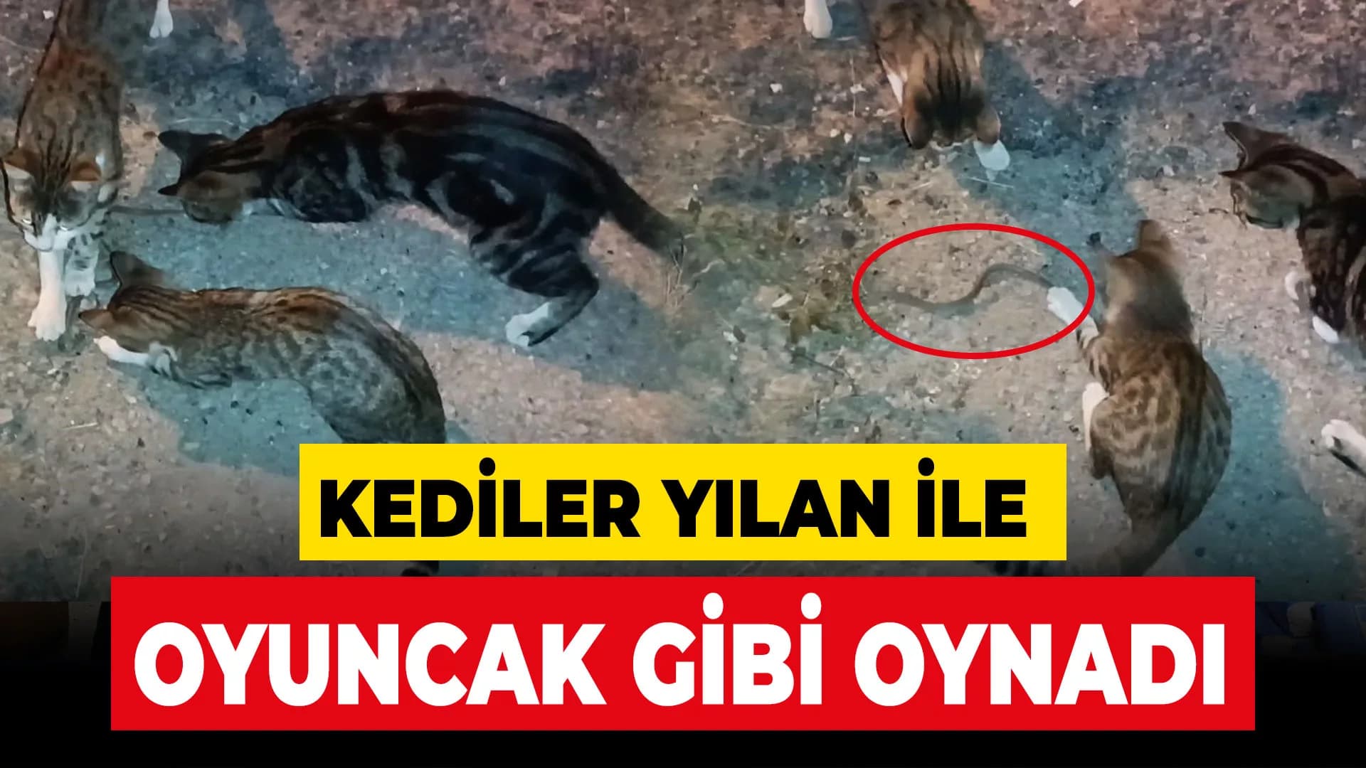 Kedilerin yılanla imtihanı