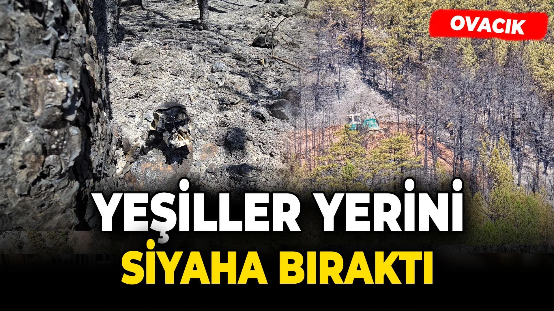 Ormanın yeşilliği yerini siyaha bıraktı