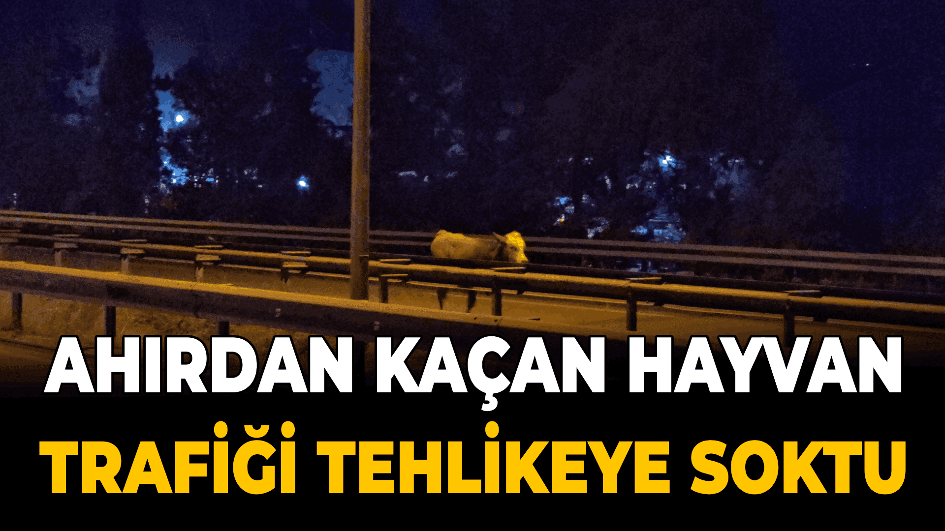 Ahırdan kaçan büyükbaş hayvan trafiği tehlikeye soktu