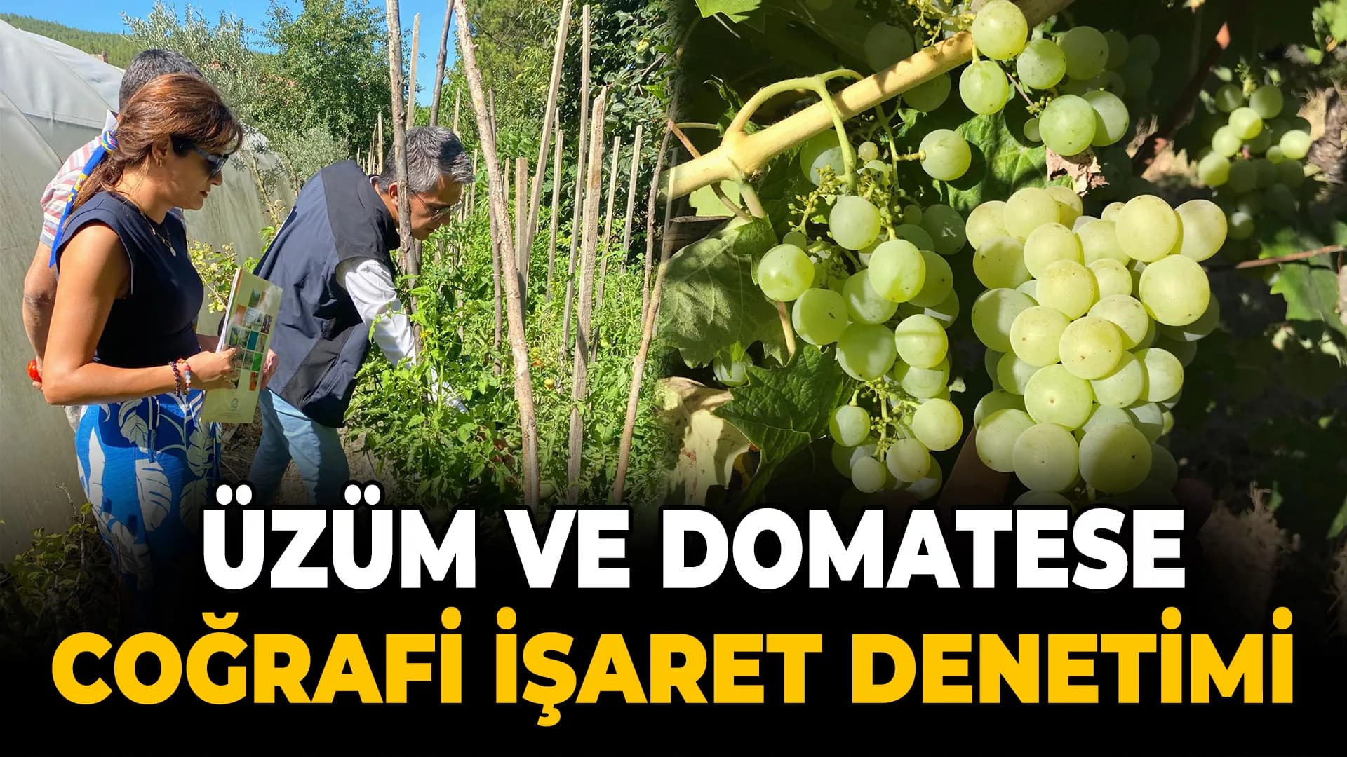 Üzüm ve domatese coğrafi işaret denetimi