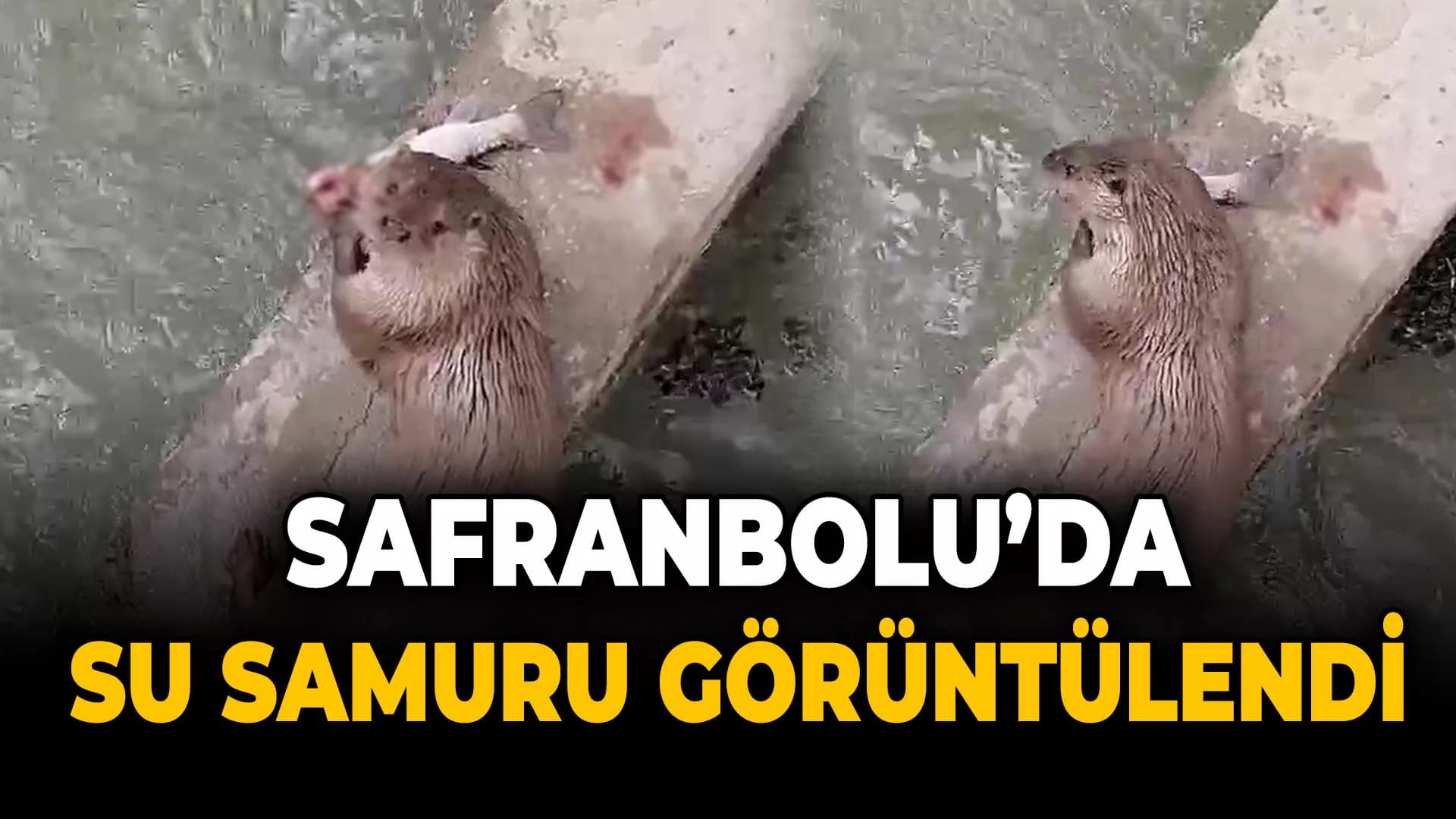 Safranbolu'da su samuru avladığı balığı yerken görüntülendi