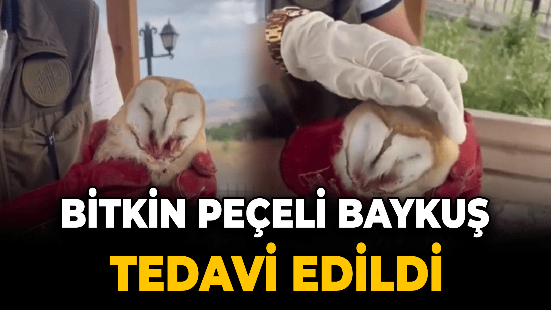 Bitkin halde bulunan peçeli baykuş tedavi edildi