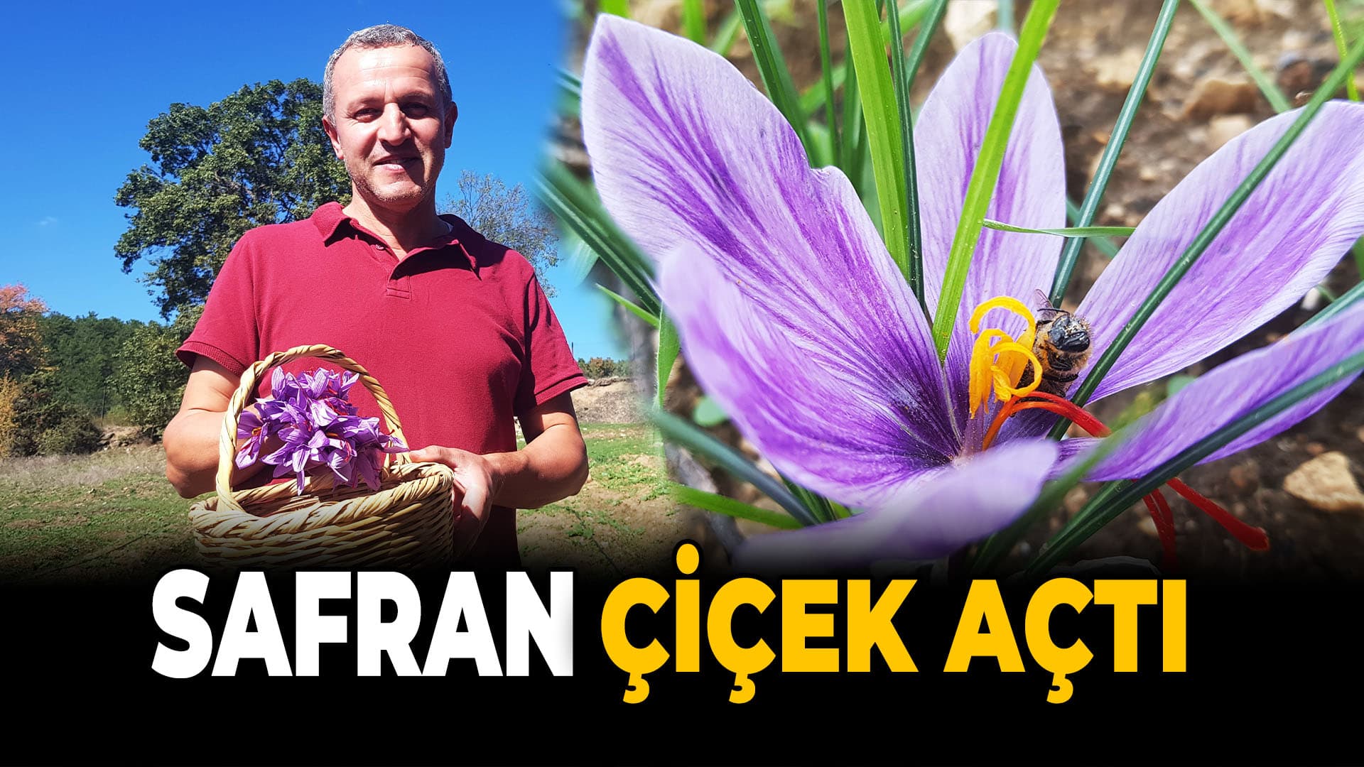 “Dünyanın En Pahalı Baharatı" Safran Çiçek Açmaya Başladı