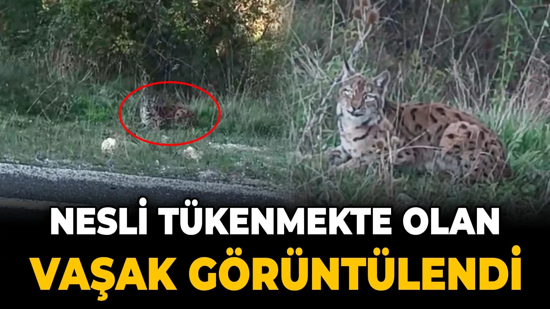 Görüntülediği vaşak kaçınca verdiği tepki tebessüm ettirdi