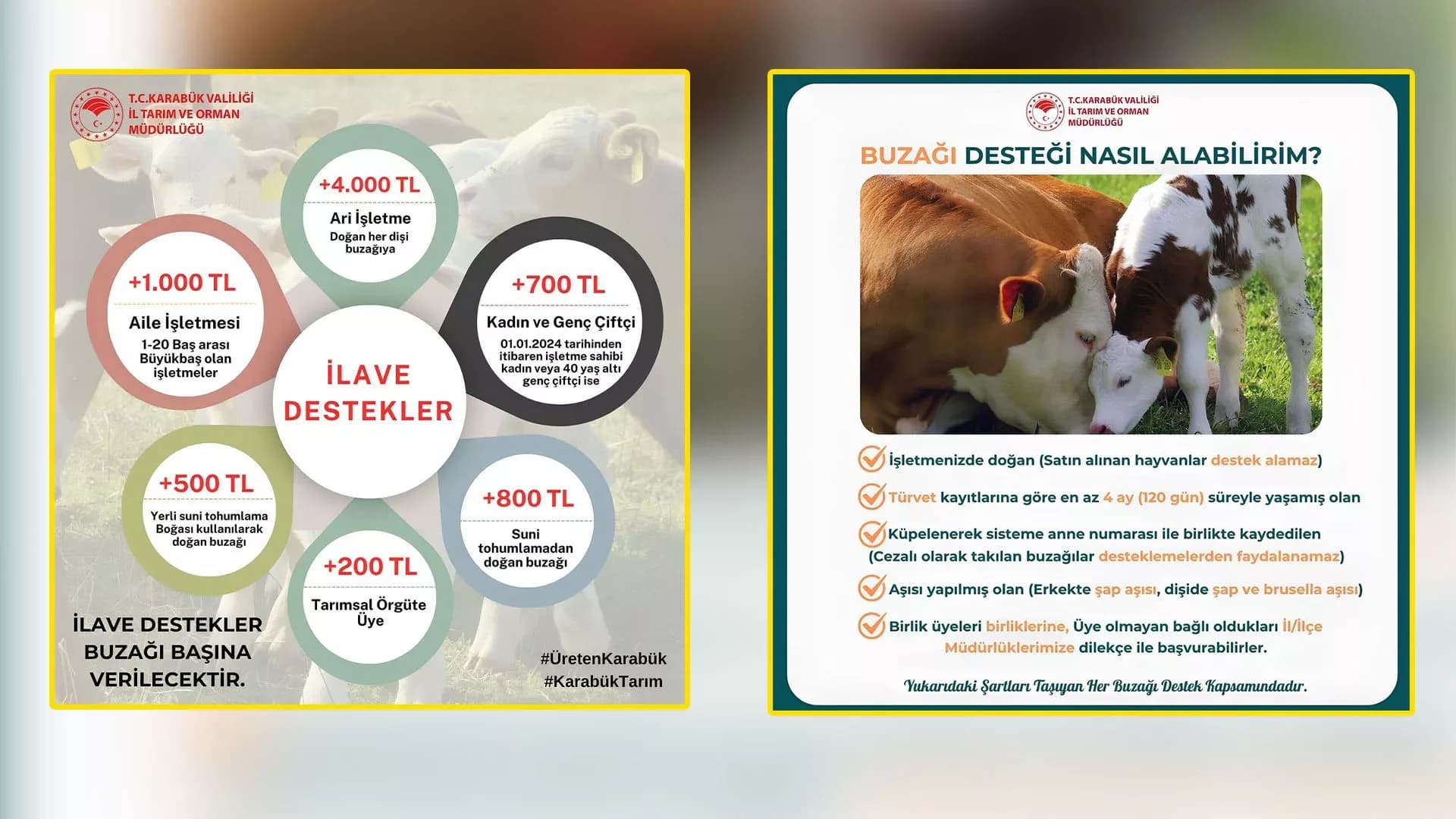 Karabük’te Buzağı Destekleri ve İlave Ödemeler Duyuruldu