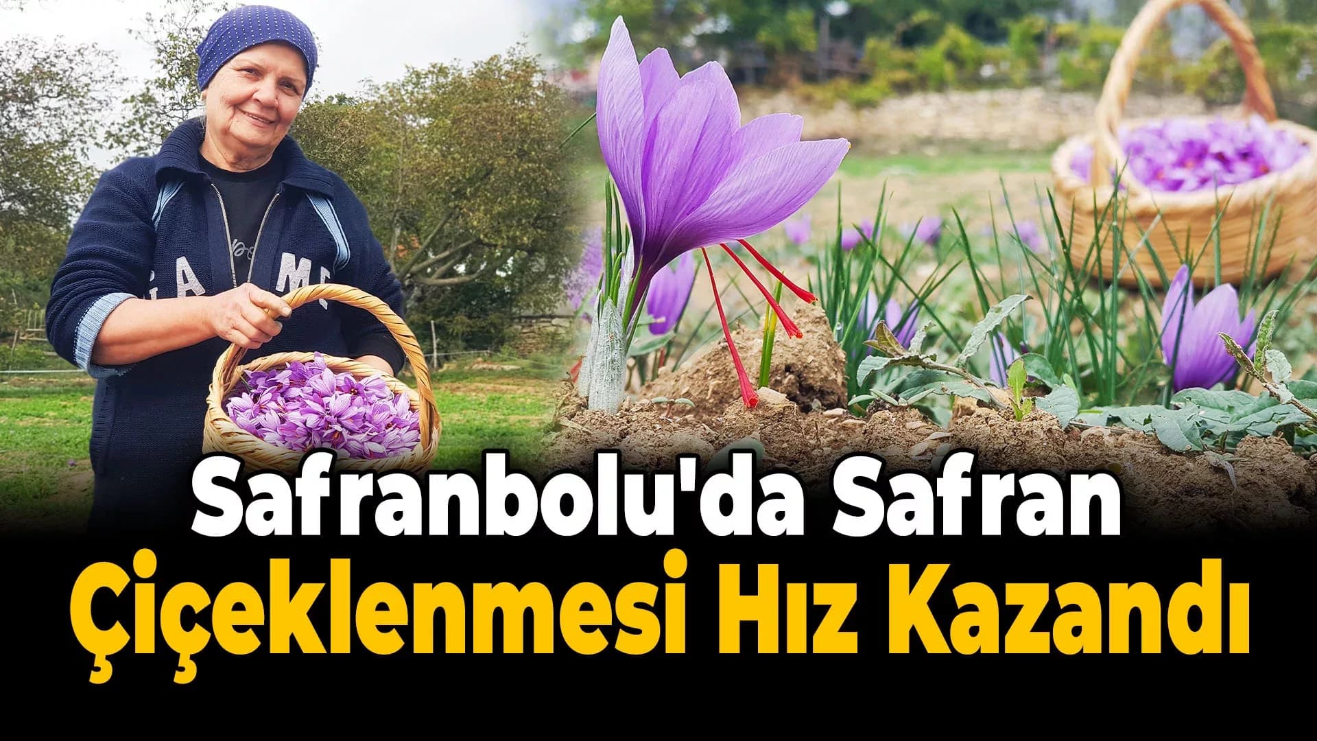 Serin hava ‘Dünyanın En Pahalı Baharatı'nda Çiçeklenmeyi Artırdı