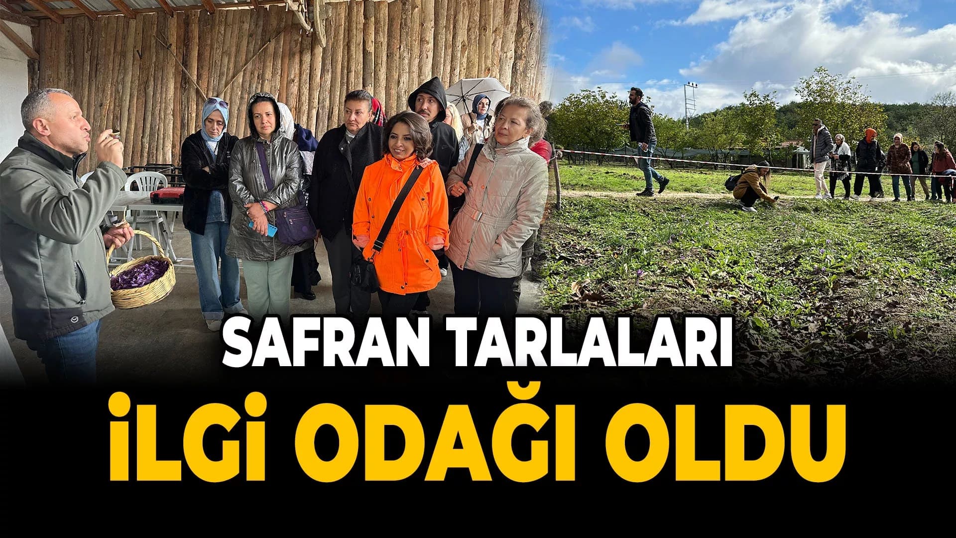 Kırmızı Lifli Safranı Görmek İçin Tarlalara Akın Ediyorlar