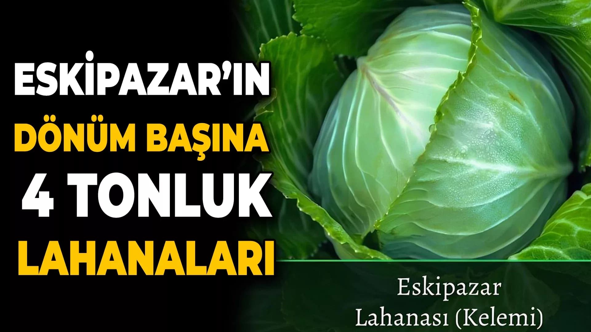 Eskipazar Lahanası: Karabük'ün Gururu