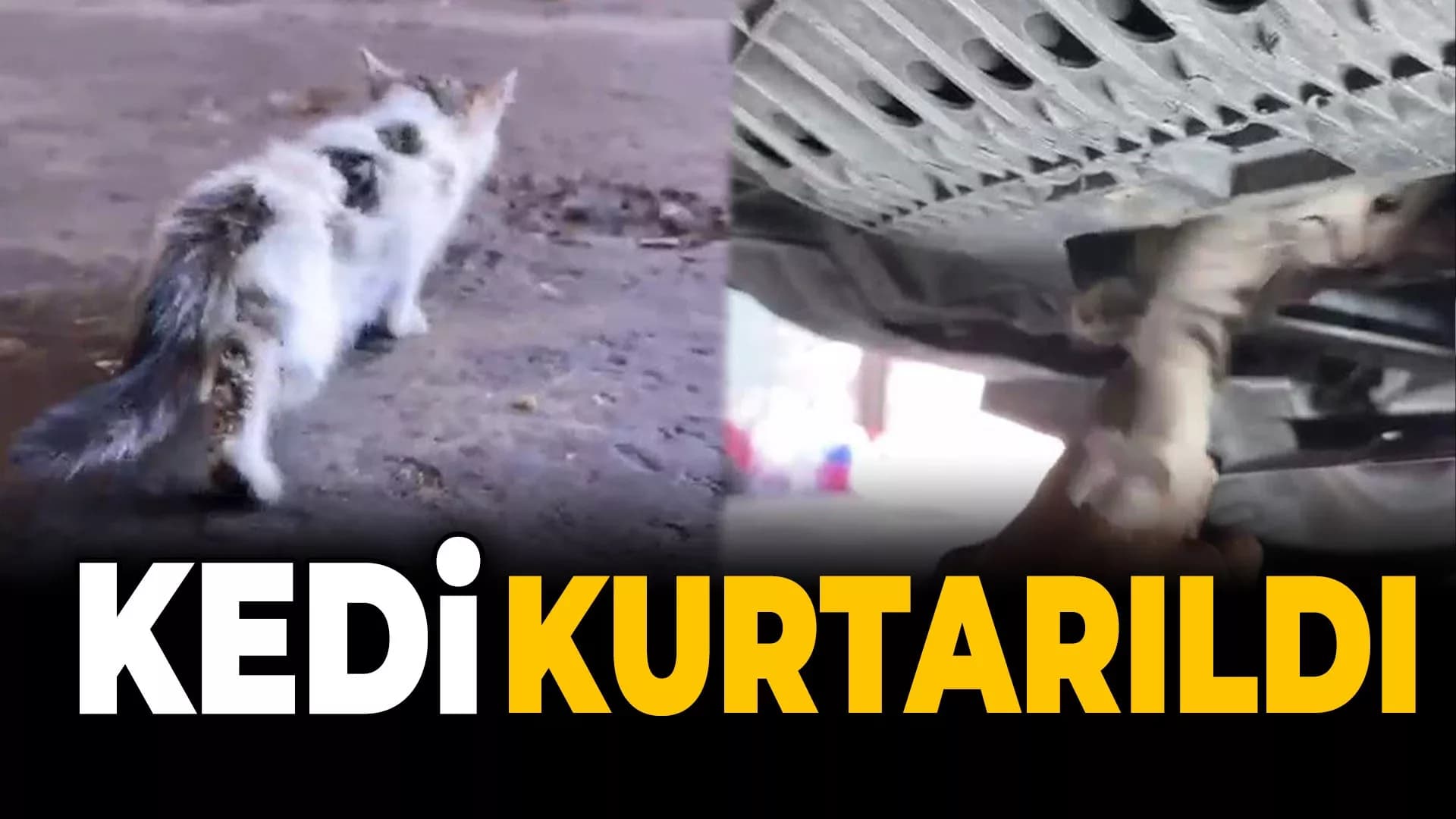 Otomobile Giren Kediyi Tamircide Çıkardılar